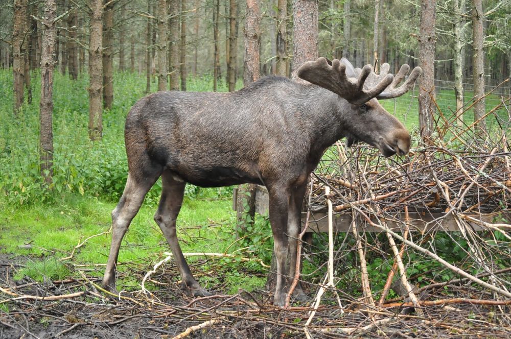 Älgpark I småland  nära möten med skogens konung